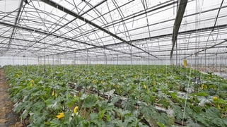 1 Mansfield Road Galston NSW 2159