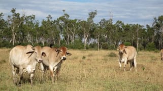 'Seloh Nolem' Valkyrie QLD 4742