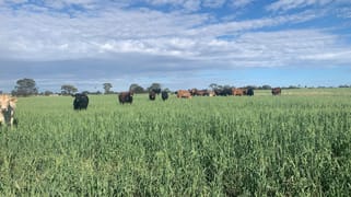 1 Stuart's Creek Road Orallo QLD 4455