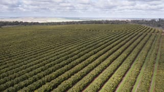 Farm 1245 & Farm 442 203 Payten Road Corbie Hill NSW 2705