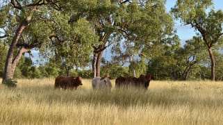 Bauhinia QLD 4718