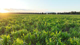 214 Drillham South Road Drillham QLD 4424