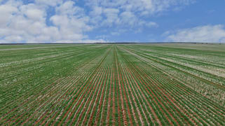 2423 Petro Mail Road Arumpo NSW 2715