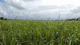 Lot 2 Goondi Mill Road Goondi Bend QLD 4860