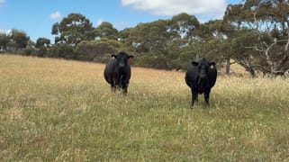 565 Gordon Road Meningie East SA 5264 565 Gordon Road Meningie East SA 5264