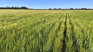 1650 Dulyalbin Road South Bodallin WA 6424