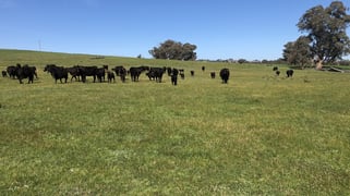 698 Little Billabong Rd Little Billabong NSW 2644