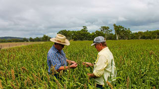 126 Fontainbleau Road Clifton QLD 4361 126 Fontainbleau Road Clifton QLD 4361