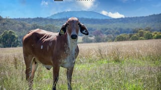 3081 Rocky Creek Road Rocky Creek NSW 2371