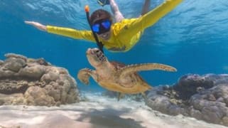 Cape Tribulation QLD 4873