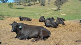 1280 OBI OBI ROAD Kidaman Creek QLD 4574
