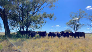 Baradine NSW 2396 Baradine NSW 2396