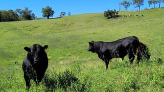 552 Neringla Road Neringla NSW 2622 552 Neringla Road Neringla NSW 2622