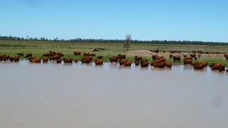. CATTLE GRAZING PROPERTY . Moonie QLD 4406
