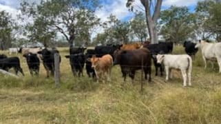 Lot 4 958 Lack Road Back Plains QLD 4361 Lot 4 958 Lack Road Back Plains QLD 4361