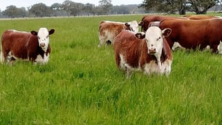 678 Jones Road Mundulla SA 5270 678 Jones Road Mundulla SA 5270