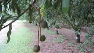 Ringtail Creek QLD 4565