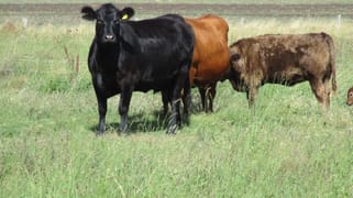 46 ACRES GRAZING & CROPPING Moola QLD 4406