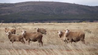 "Woodlands" Black Rock Road Minvalara SA 5422