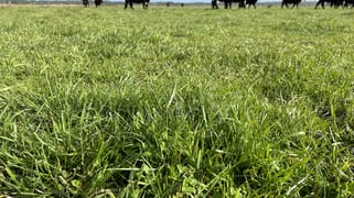 703 Bog Lane Nora Creina SA 5276