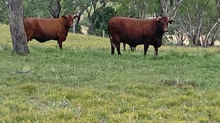 Hillside Ruhle Road Mount Tyson QLD 4356