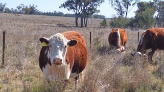 "Koompartoo" 258 Momo Road Tomingley NSW 2869