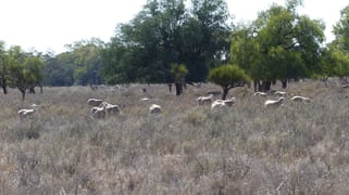 Part Belah, Colane Road Nyngan NSW 2825