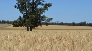 'Part Greendale' Mandamah Forest Road Ariah Park NSW 2665
