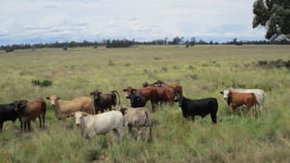 1347 Acres | Cattle Property Chinchilla QLD 4413 1347 Acres | Cattle Property Chinchilla QLD 4413