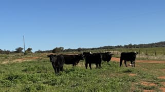 2823 Hermidale Nymagee Road Hermidale NSW 2831 2823 Hermidale Nymagee Road Hermidale NSW 2831