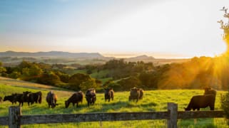 922 Whisky Creek Road Dorrigo NSW 2453 922 Whisky Creek Road Dorrigo NSW 2453