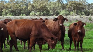 Warrabone Merri Merri Road Carinda NSW 2831