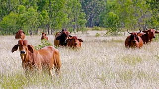 53390 Burnett Highway Bouldercombe QLD 4702