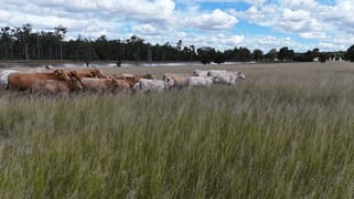 709 Nobbs Road, Burra Burri Chinchilla QLD 4413
