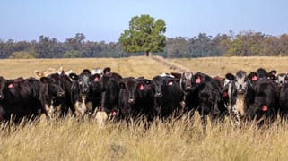 Windeena 802 Milpulling Road Balladoran NSW 2822