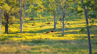 6 Eel Creek Road Langshaw QLD 4570 6 Eel Creek Road Langshaw QLD 4570