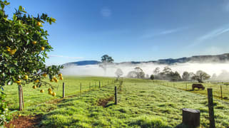 Dorrigo NSW 2453