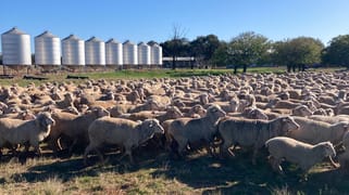 513 Condobolin - Trundle Road Trundle NSW 2875
