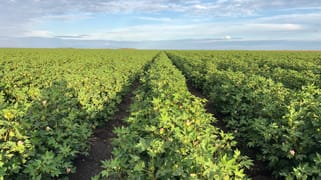 Goondiwindi QLD 4390