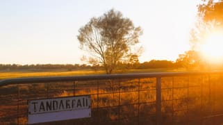 Tandarrah 2396 Boorr Hill Road Trundle NSW 2875