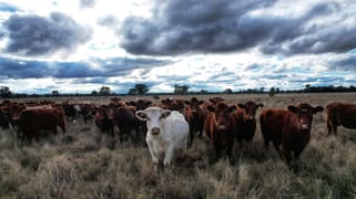 281 Gobondery Road Tullamore NSW 2874