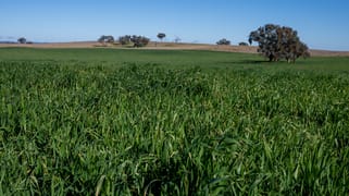 1455 Euchareena Road Molong NSW 2866