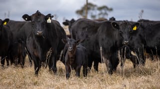 4248 Pinkett Road Red Range NSW 2370