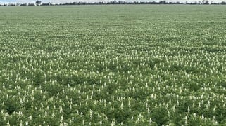 Quairading South Road Dangin WA 6383 Quairading South Road Dangin WA 6383