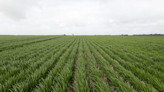 Donald Murtoa Road Kewell VIC 3390