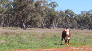 * Needlewood Nymagee NSW 2831