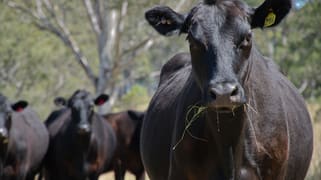 Western Boundary Road Cambridge Plateau NSW 2469