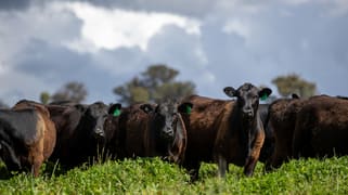 1546 Baldersleigh Road Guyra NSW 2365