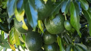 107 Cherry Creek Road Cherry Creek QLD 4314