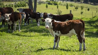 41, 271 Lemon Tree Creek Road Termeil NSW 2539